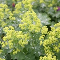 Alchemilla Mollis | Approx 75 Seeds