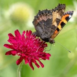 Knautia Macedonica | Approx 40 Seeds