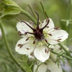 Nigella Papillosa African Bride | Approx 100 Seeds