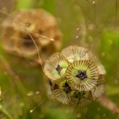 Scabiosa Stellata | Approx 100 Seeds