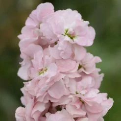 Matthiola Incana Appleblossom | Approx 100 Seeds