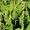 Amaranthus Caudatus Cascade Green | Approx 2200 Seeds