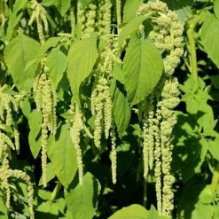 Amaranthus Caudatus Cascade Green | Approx 2200 Seeds