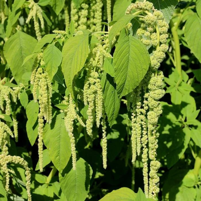Amaranthus Caudatus Cascade Green | Approx 2200 Seeds 1 Amaranthus Caudatus Cascade Green | Approx 2200 Seeds