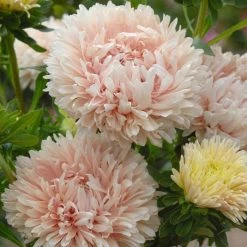 Callistephus Chinensis King Size Apricot | Approx 50 Seeds