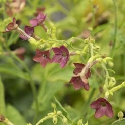 Nicotiana Langsdorffii Bronze Queen | Approx 40 Seeds