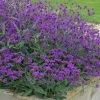 Verbena Rigida Santos | Approx 40 Seeds