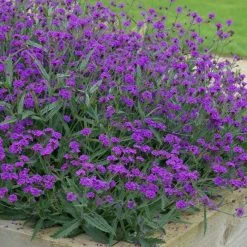 Verbena Rigida Santos | Approx 40 Seeds