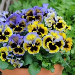 Viola × Wittrockiana Frizzle Sizzle Yellow Blue Swirl (Frizzle Sizzle Series) | Approx 25 Seeds