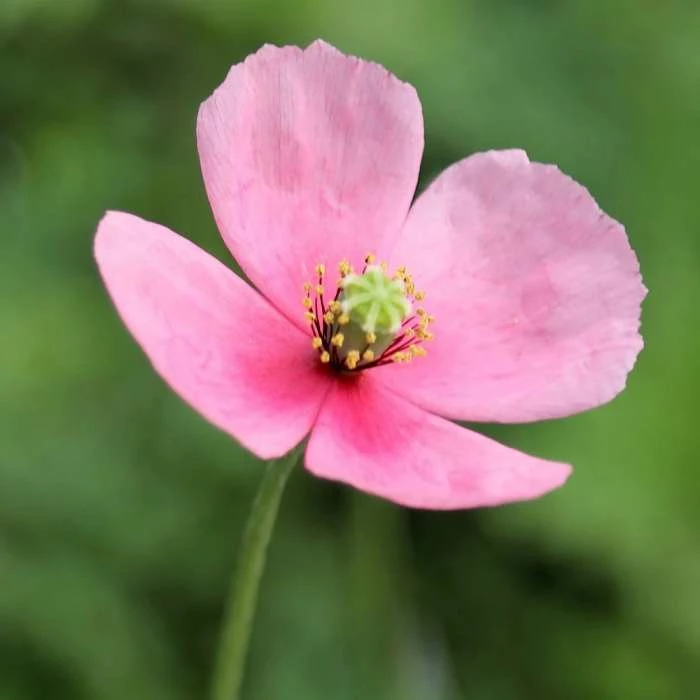 Papaver Dubium Subsp. Lecoqii Albiflorum | Approx 50 Seeds 1 Papaver Dubium Subsp. Lecoqii Albiflorum | Approx 50 Seeds