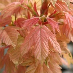 Acer Pseudoplatanus Brilliantissimum | 12 Lt Pot