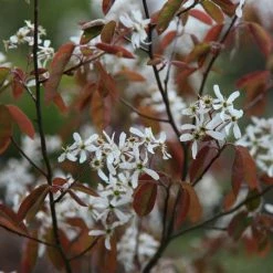 Amelanchier Lamarckii | 12 Lt Pot