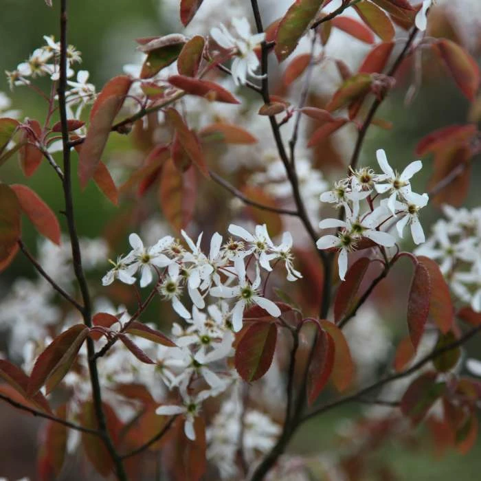 Amelanchier Lamarckii | 12 Lt Pot 1 Amelanchier Lamarckii | 12 Lt Pot