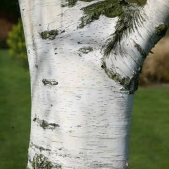 Betula Pendula | 12L Pot
