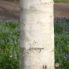 Betula Utilis Var. Jacquemontii | 12L Pot