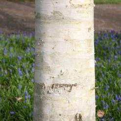 Betula Utilis Var. Jacquemontii | 12L Pot