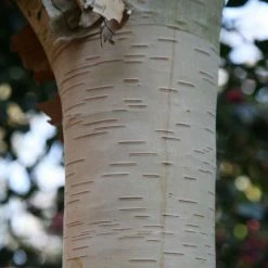 Betula Utilis Subsp. Jacquemontii Grayswood Ghost | 10 Lt Pot