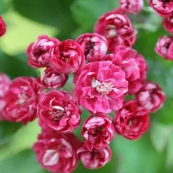 Crataegus Laevigata Paul's Scarlet | 12L Pot