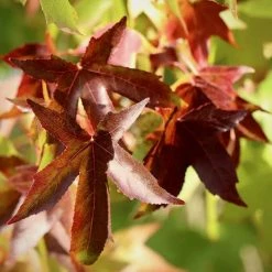 Liquidambar Styraciflua | 5 Litre Pot