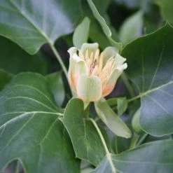 Liriodendron Tulipifera | 12L Pot