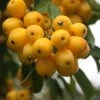 Malus × Zumi Golden Hornet | 12L Pot