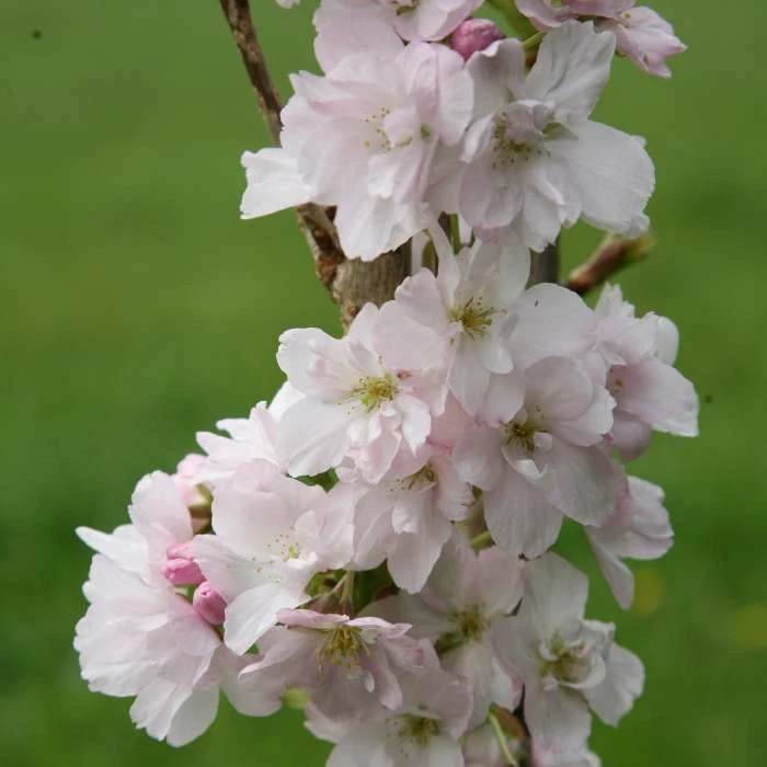 Prunus Amanogawa | 12 Lt Pot 1 Prunus Amanogawa | 12 Lt Pot