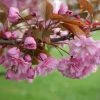 Prunus Kanzan | 12L Pot