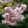Prunus Kiku-shidare-zakura | 12 Lt Pot