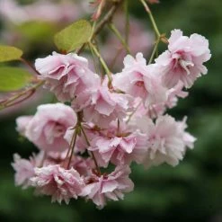 Prunus Kiku-shidare-zakura | 12 Lt Pot