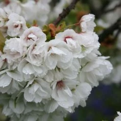 Prunus Shirotae | 12 Lt Pot