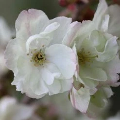 Prunus Ukon | 12 Lt Pot