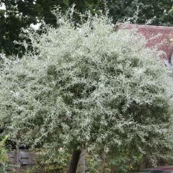 Pyrus Salicifolia Pendula | 12 Lt Pot