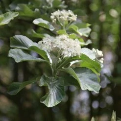 Sorbus Aria Lutescens | 10L Pot