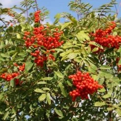 Sorbus Aucuparia | 12L Pot