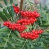 Sorbus Ulleungensis Olympic Flame | 12L Pot