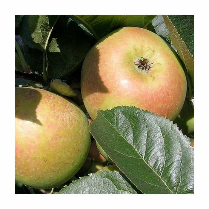 4-5ft 'Blenheim Orange' Dessert Apple Tree | M26 Semi Dwarfing Rootstock | Bare Root 2 4-5ft 'Blenheim Orange' Dessert Apple Tree | M26 Semi Dwarfing Rootstock | Bare Root - Image 2