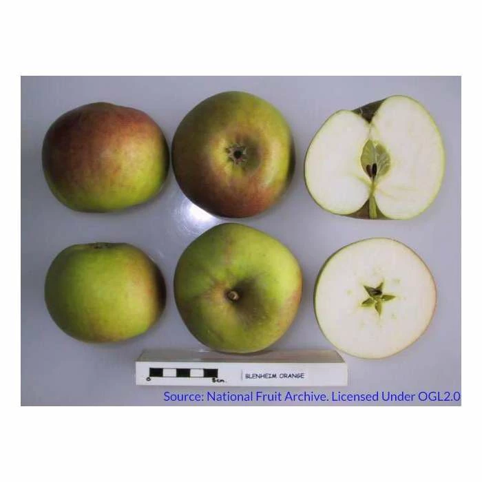 4-5ft 'Blenheim Orange' Dessert Apple Tree | M26 Semi Dwarfing Rootstock | Bare Root 5 4-5ft 'Blenheim Orange' Dessert Apple Tree | M26 Semi Dwarfing Rootstock | Bare Root - Image 5