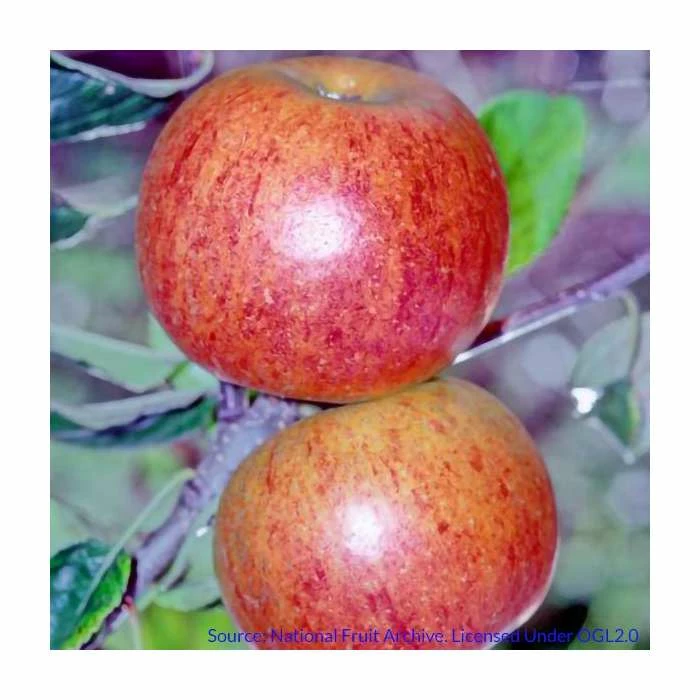 4-5ft 'Charles Ross' Dessert Apple Tree | MM106 Semi Vigorous Rootstock | Bare Root 2 4-5ft 'Charles Ross' Dessert Apple Tree | MM106 Semi Vigorous Rootstock | Bare Root - Image 2