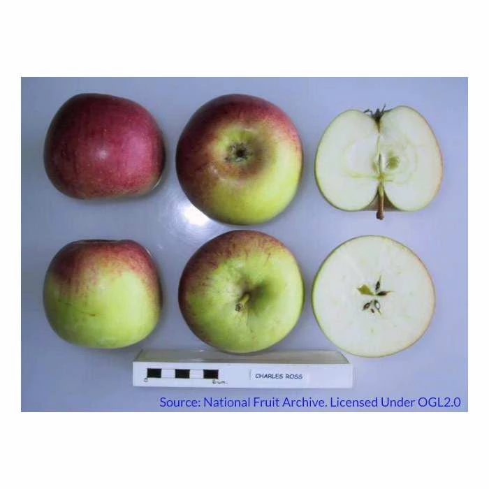 4-5ft 'Charles Ross' Dessert Apple Tree | MM106 Semi Vigorous Rootstock | Bare Root 3 4-5ft 'Charles Ross' Dessert Apple Tree | MM106 Semi Vigorous Rootstock | Bare Root - Image 3