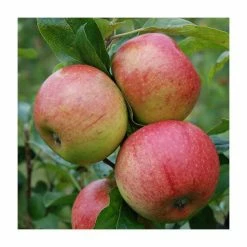 4-5ft 'Charles Ross' Dessert Apple Tree | MM106 Semi Vigorous Rootstock | Bare Root