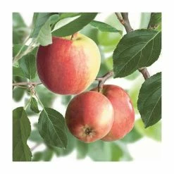 4-5ft 'James Grieve' Dessert Apple Tree | M26 Semi Dwarfing Rootstock | Bare Root