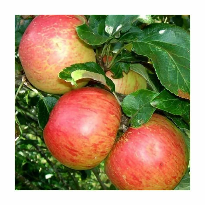 4-5ft 'Laxton's Superb' Dessert Apple Tree | M26 Semi Dwarfing Rootstock | Bare Root 2 4-5ft 'Laxton's Superb' Dessert Apple Tree | M26 Semi Dwarfing Rootstock | Bare Root - Image 2