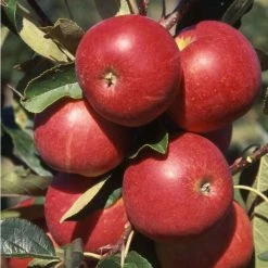 4-5ft 'Scrumptious' Dessert Apple Tree | M26 Semi Dwarfing Rootstock | Bare Root