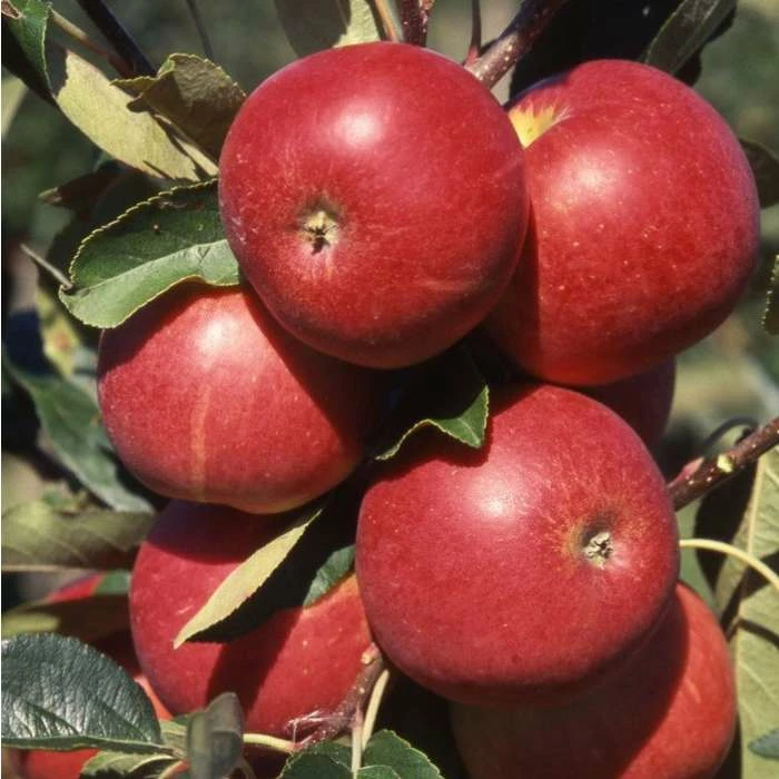 4-5ft 'Scrumptious' Dessert Apple Tree | M26 Semi Dwarfing Rootstock | Bare Root 1 4-5ft 'Scrumptious' Dessert Apple Tree | M26 Semi Dwarfing Rootstock | Bare Root