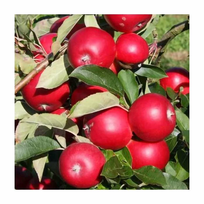 4-5ft 'Scrumptious' Dessert Apple Tree | M26 Semi Dwarfing Rootstock | Bare Root 2 4-5ft 'Scrumptious' Dessert Apple Tree | M26 Semi Dwarfing Rootstock | Bare Root - Image 2