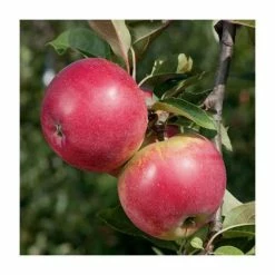 4-5ft 'Worcester Pearmain' Dessert Apple Tree | M26 Semi Dwarfing Rootstock | Bare Root