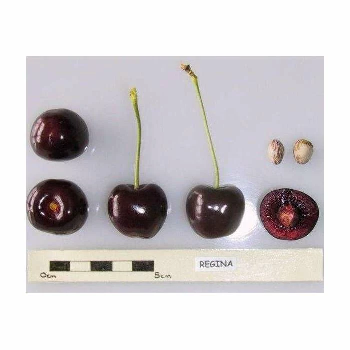 4-5ft 'Regina' Cherry Tree | Colt Semi Vigorous Rootstock | Bare Root 2 4-5ft 'Regina' Cherry Tree | Colt Semi Vigorous Rootstock | Bare Root - Image 2