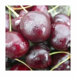 4-5ft 'Regina' Cherry Tree | Colt Semi Vigorous Rootstock | Bare Root