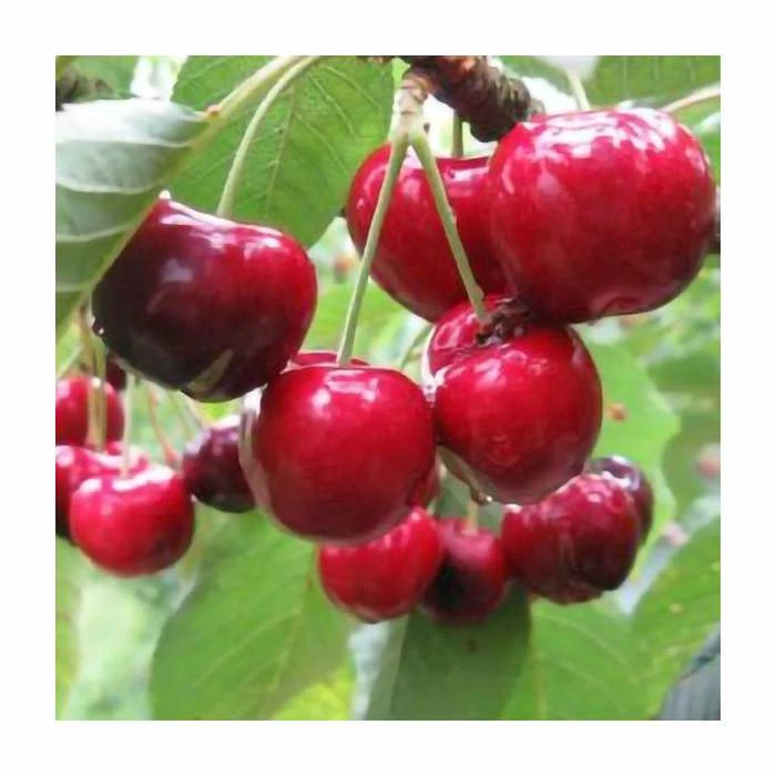 4-5ft 'Sasha' Cherry Tree | Colt Semi Vigorous Rootstock | Bare Root 1 4-5ft 'Sasha' Cherry Tree | Colt Semi Vigorous Rootstock | Bare Root