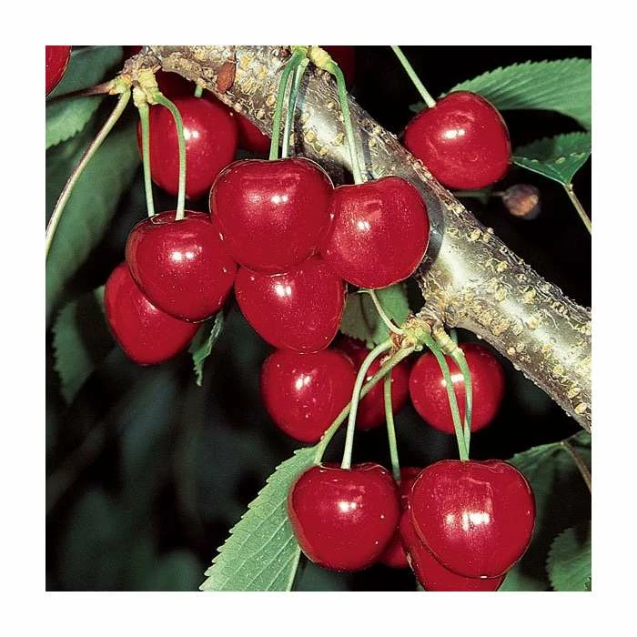 4-5ft 'Stella' Cherry Tree | Colt Semi Vigorous Rootstock | Bare Root 2 4-5ft 'Stella' Cherry Tree | Colt Semi Vigorous Rootstock | Bare Root - Image 2